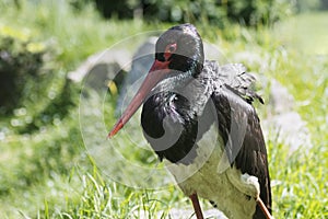 black stork bird