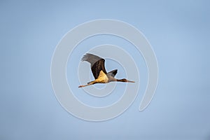 Black stork or Ciconia nigra bird flying high with full wingspan in blue sky background in forest of panna national park madhya