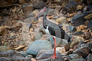 Black stork or Ciconia nigra bird protrait in winter migration at ranthambore national park rajasthan india