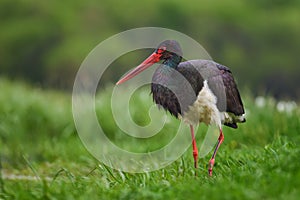 Black Stork - Ciconia nigra photo