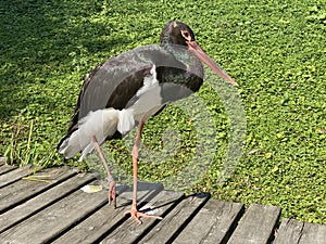 Black stork Ciconia nigra, Der Schwarzstorch, La cicogna nera, La cigogne noire, Cicogne noire or Crna roda - The Zoo ZÃÂ¼rich photo