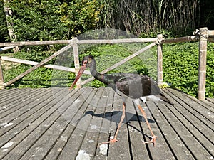 Black stork Ciconia nigra, Der Schwarzstorch, La cicogna nera, La cigogne noire, Cicogne noire or Crna roda - The Zoo ZÃÂ¼rich photo