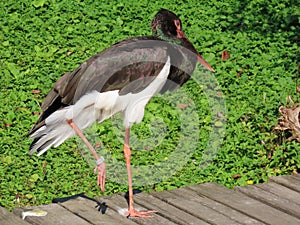 Black stork Ciconia nigra, Der Schwarzstorch, La cicogna nera, La cigogne noire, Cicogne noire or Crna roda - The Zoo ZÃÂ¼rich photo