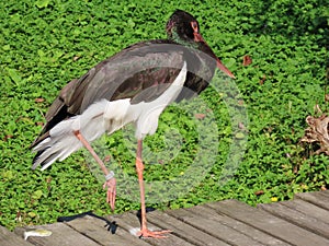 Black stork Ciconia nigra, Der Schwarzstorch, La cicogna nera, La cigogne noire, Cicogne noire or Crna roda - The Zoo ZÃ¼rich