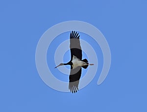 Black stork - Ciconia nigra flying near Marchegg, Austria