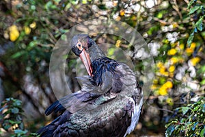 Black stork, Ciconia nigra in a german nature park