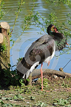Black stork, ciconia nigra  at a lake