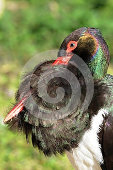 Black stork, ciconia nigra  at a lake