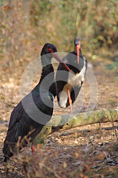 Black Stork