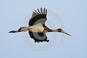 Black Stork - Ciconia nigra photo