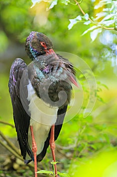 Black stork, Ciconia nigra, resting in a green forest
