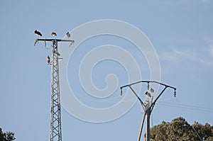 Black stork Ciconia nigra, resting on a power line