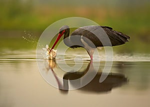 Black Stork, Ciconia nigra with splashing fish