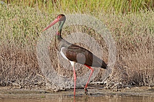 Black Stork