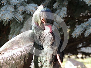 Black Stork closeups photo