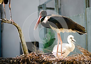 Black stork and cute fluffy white chik in nest