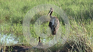 Black Stork family