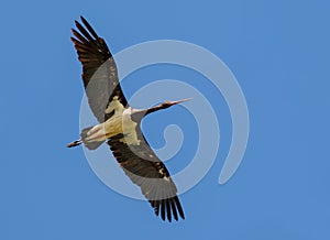 Black stork flies high in blue sky