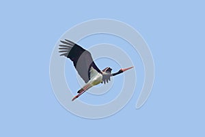 Black stork in flight