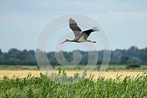 Black Stork in Flight (Ciconia nigra