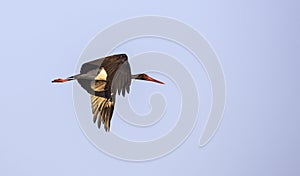 Black Stork in Flight
