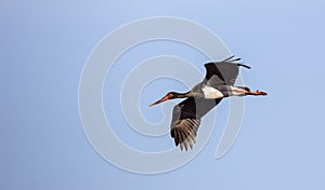 Black Stork Flying (Ciconia nigra)