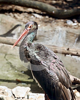 Black Stork Gazing, Ciconia nigra of the Ciconiidae family