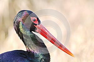 Black Stork head