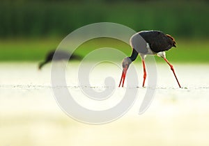 Black stork on the lake