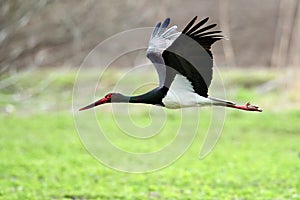 Black stork in natural habitat - Ciconia nigra