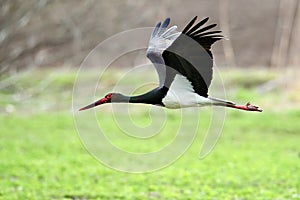 Black stork in natural habitat - Ciconia nigra photo