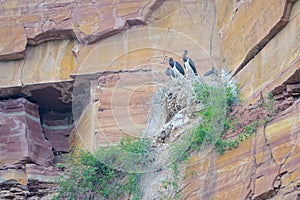 Black Stork nest