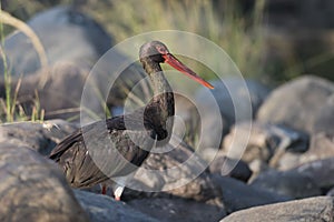 Black Stork in Ranthambhore N.P. - India photo