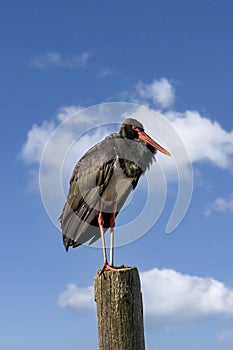 Black stork, Ciconia nigra