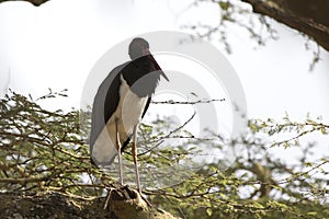 black stork that sits on a branch of a large tree in the Ngorongoro crater