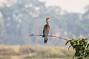 Black stork sitting on a twig in Chitwan national park photo