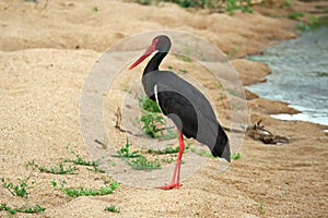 A Black Stork standing on a river bank