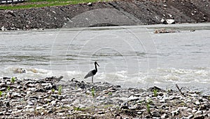 A black stork stands alone on the river beach..