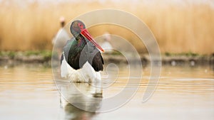 Black stork wading on river in autumn environment from front
