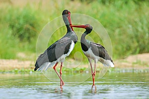 Black Stork couple at Biyamiti