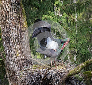 Black storks Ciconia nigra mate in a nest A large black stork's nest, old fores