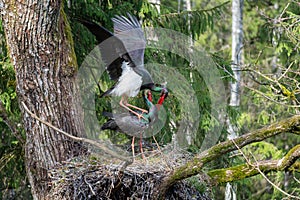 Black storks Ciconia nigra mate in a nest A large black stork's nest, old forest