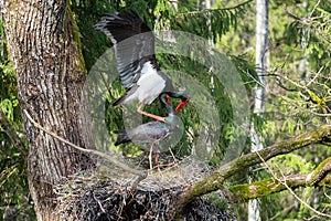 Black storks Ciconia nigra mate in a nest A large black stork's nest, old forest. Two black storks in a nest.