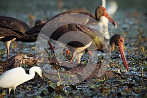 Black Storks feeding in water