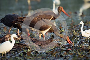 Black Storks feeding in water