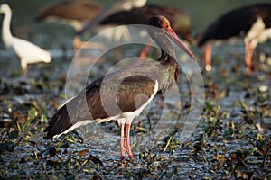 Black Storks feeding in water