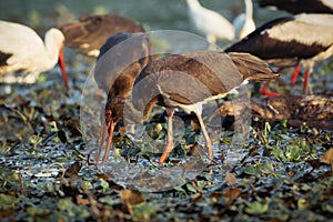 Black Storks feeding in water