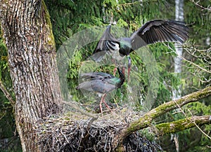 Black storks mate in a nest Birds' spring activity in nature black stork's nest
