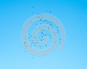 Black Storks Rising on a Thermal