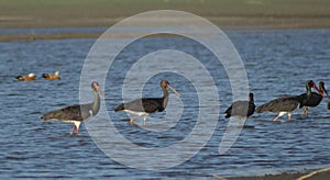 Black Storks in a Wetland